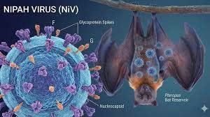 PHÒNG, CHỐNG DỊCH BỆNH DO VI RÚT NIPAH